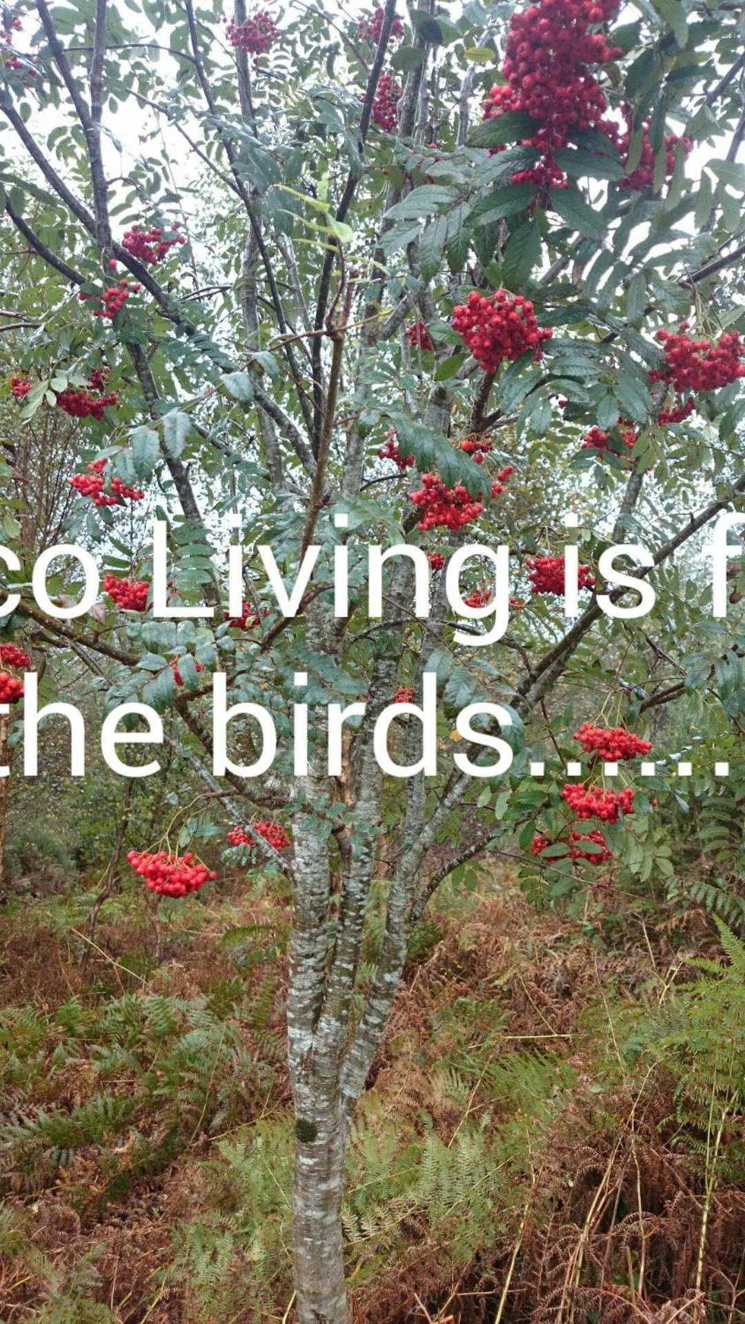 Kenmare Eco Lodge Εξωτερικό φωτογραφία